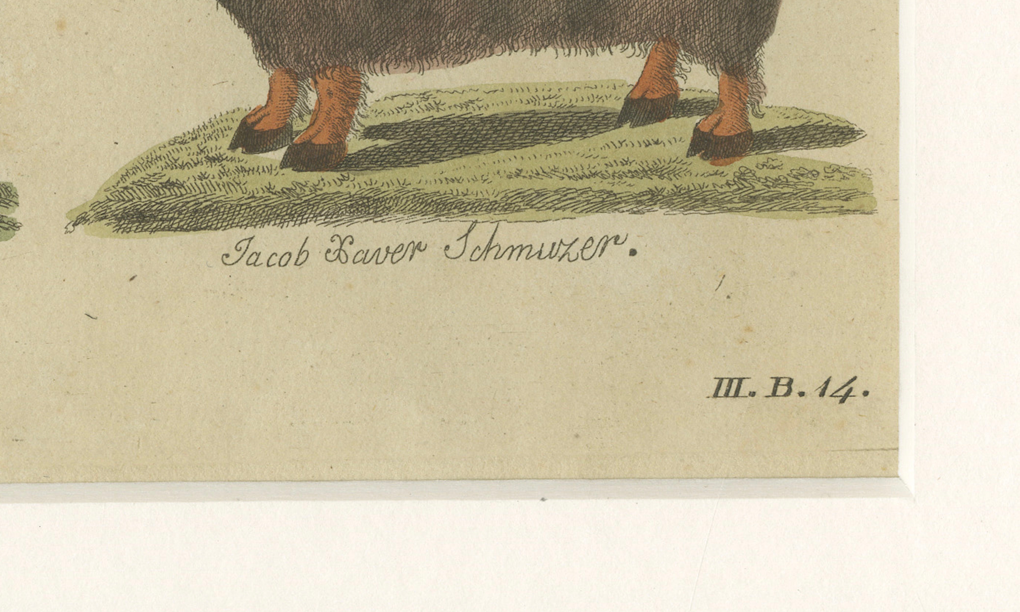 Antique Exotic Cattle, Yak & Buffalo Engraving – Bertuch, c. 1800