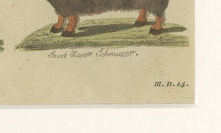 Antique Exotic Cattle, Yak & Buffalo Engraving, Bertuch, c. 1800, view 7