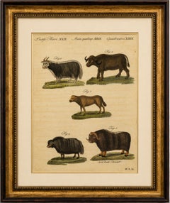 Antique Exotic Cattle, Yak & Buffalo Engraving – Bertuch, c. 1800
