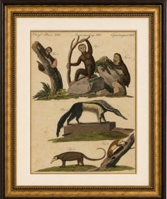 Antique Monkeys & South American Anteaters Engraving – Bertuch, c.1800