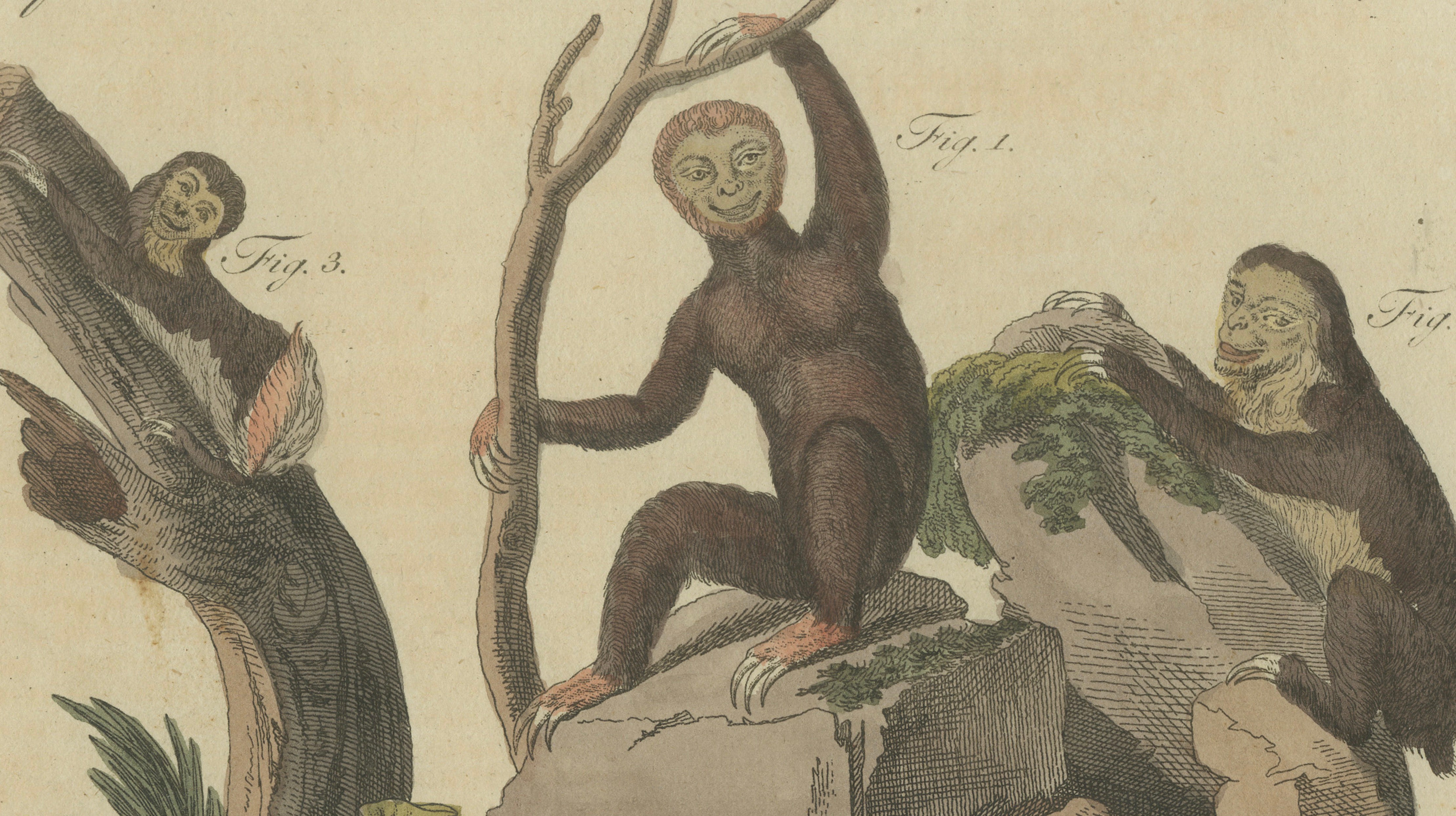 Antique Monkeys & South American Anteaters Engraving – Bertuch, c.1800