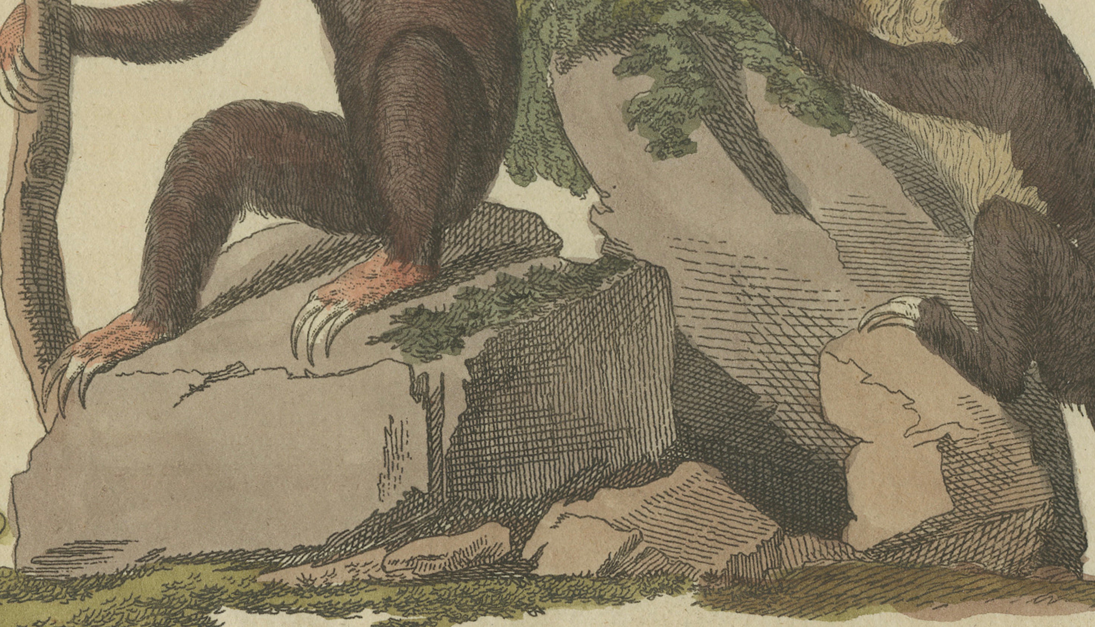 Antique Monkeys & South American Anteaters Engraving – Bertuch, c.1800