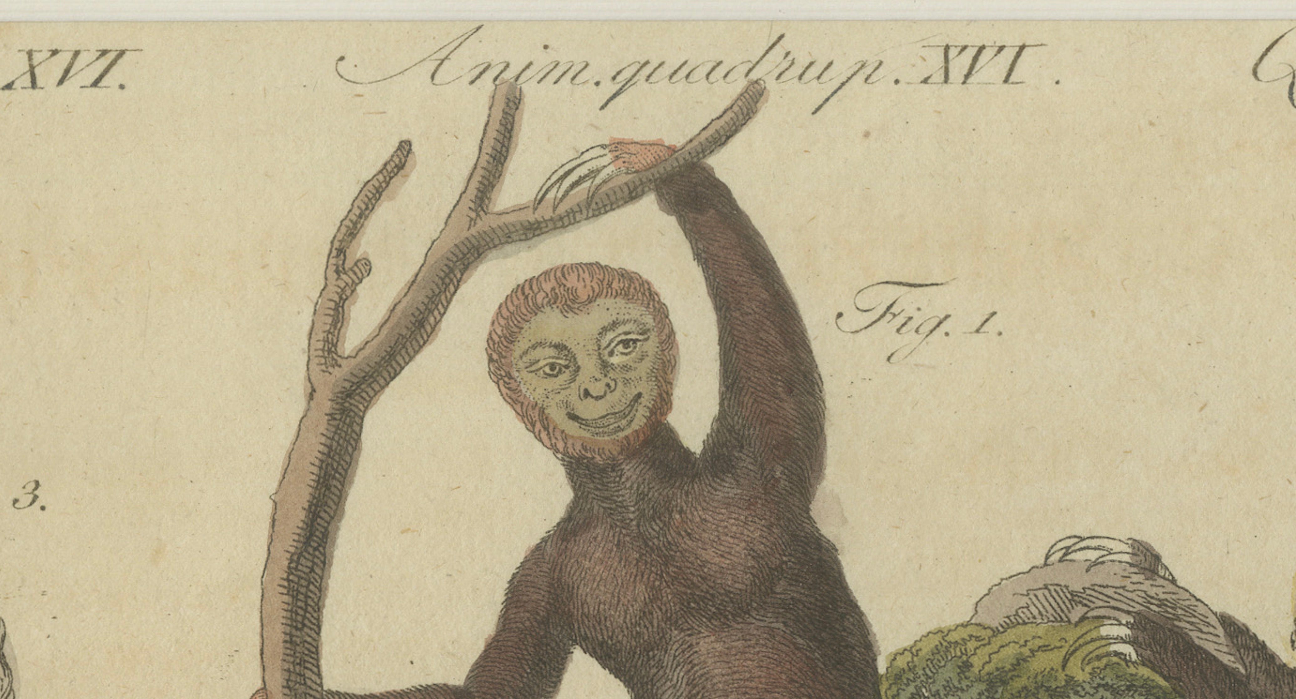 Antique Monkeys & South American Anteaters Engraving – Bertuch, c.1800