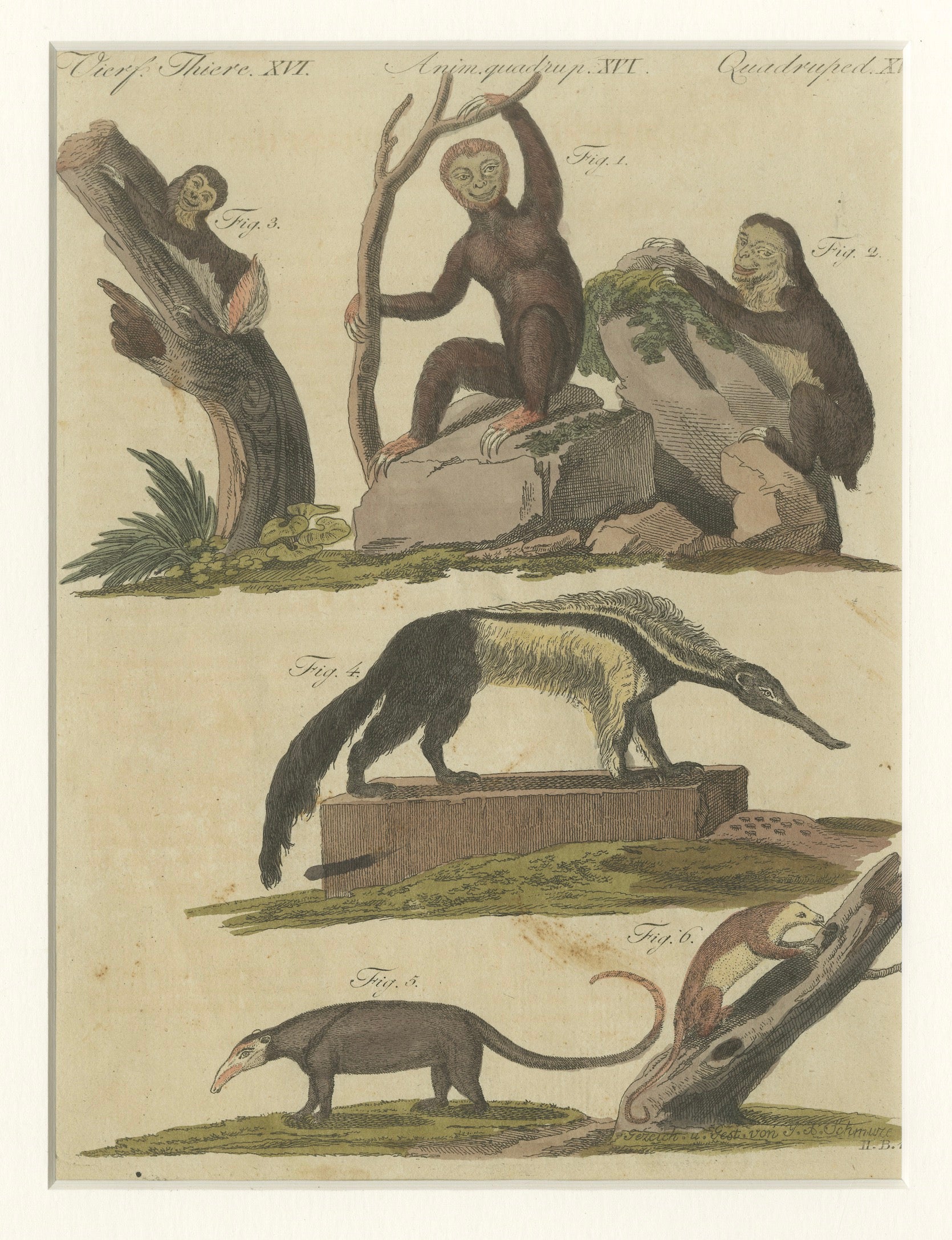 Antique Monkeys & South American Anteaters Engraving – Bertuch, c.1800