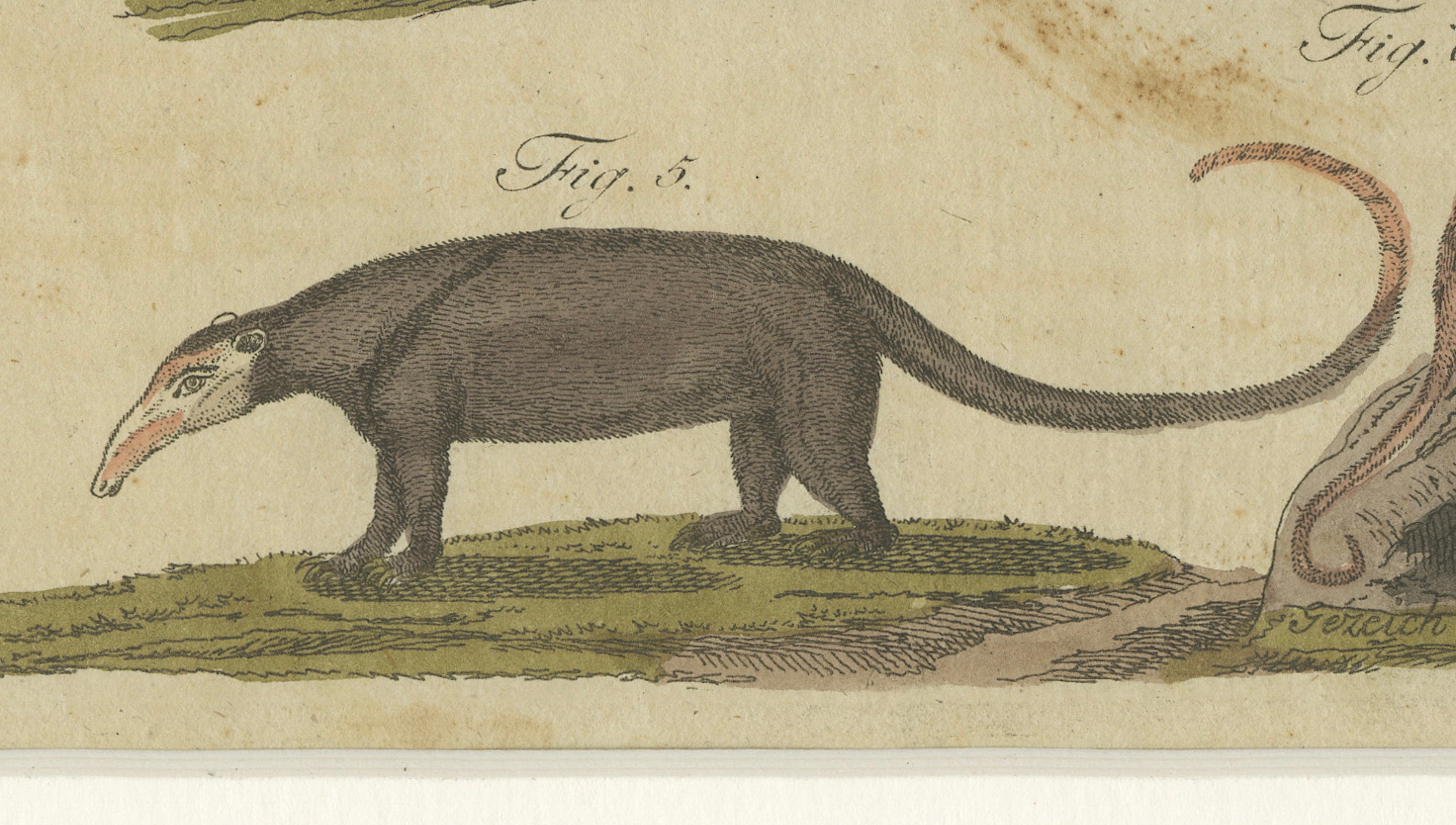 Antique Monkeys & South American Anteaters Engraving – Bertuch, c.1800