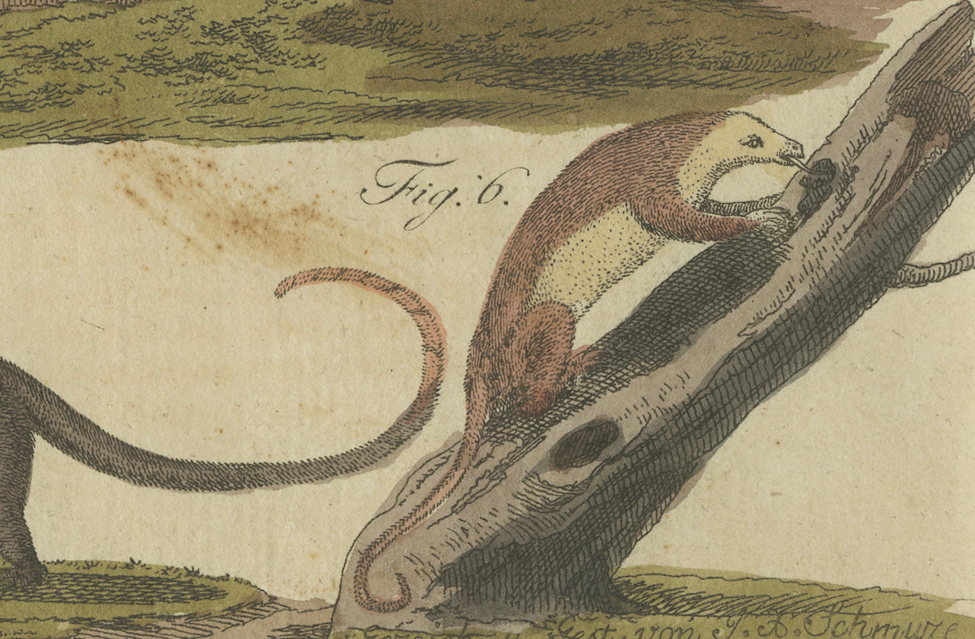 Antique Monkeys & South American Anteaters Engraving – Bertuch, c.1800