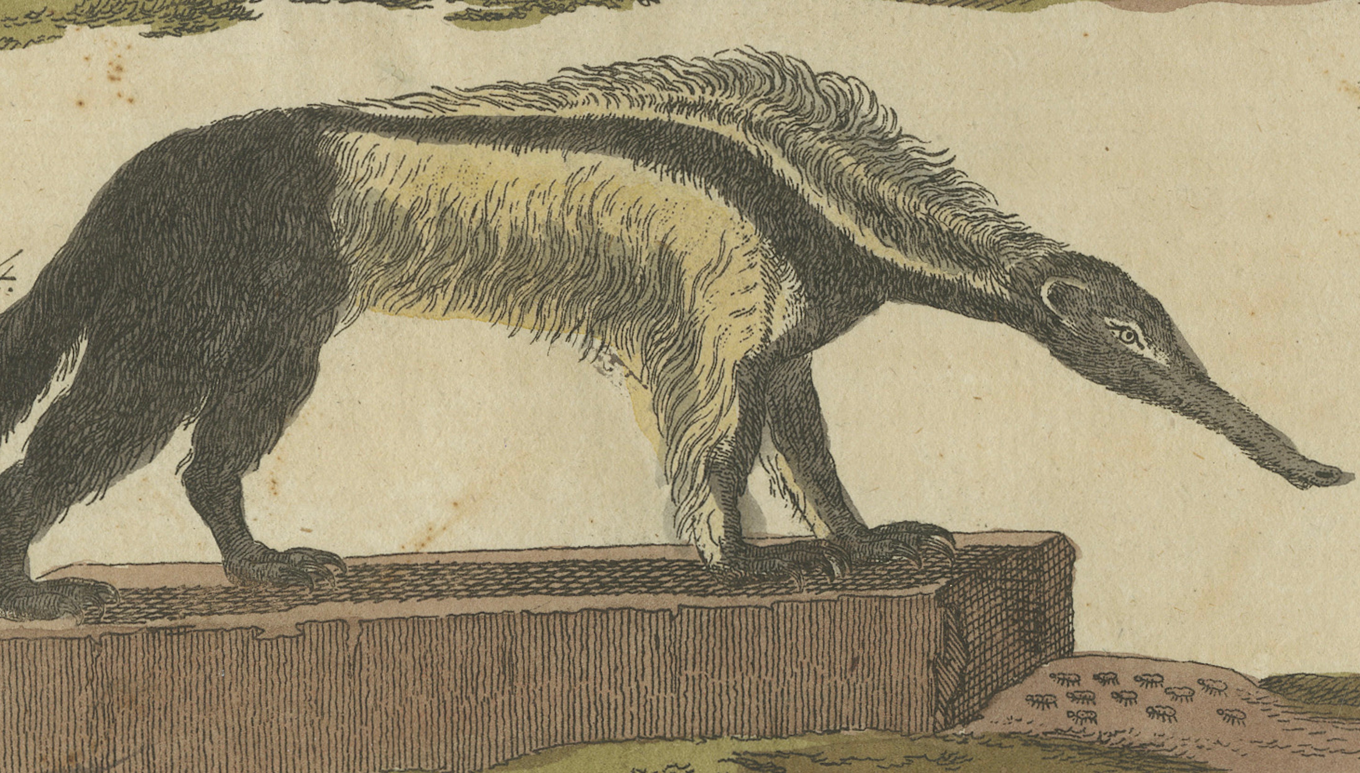 Antique Monkeys & South American Anteaters Engraving – Bertuch, c.1800