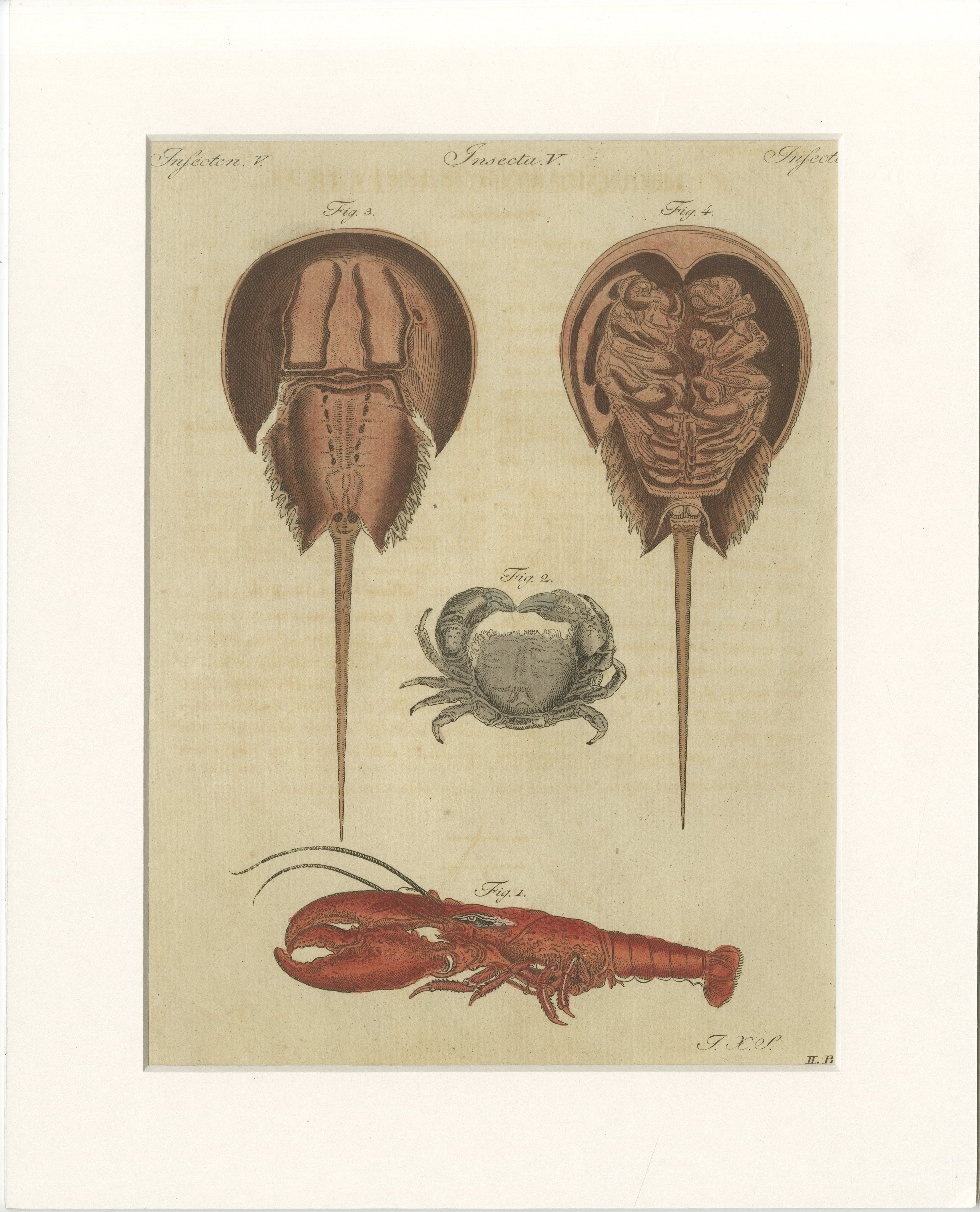 Antique Lobster, Crab & Horseshoe Crab Engraving – Bertuch, 1792