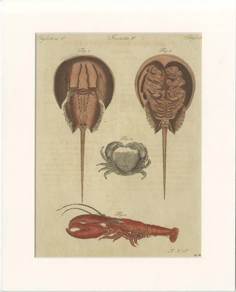 Antique Lobster, Crab & Horseshoe Crab Engraving – Bertuch, 1792