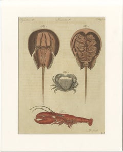 Antique Lobster, Crab & Horseshoe Crab Engraving – Bertuch, 1792