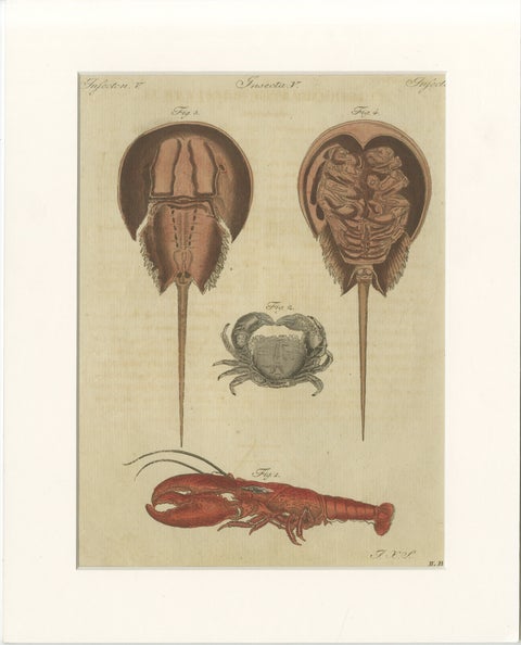 Antique Lobster, Crab & Horseshoe Crab Engraving, Bertuch, 1792