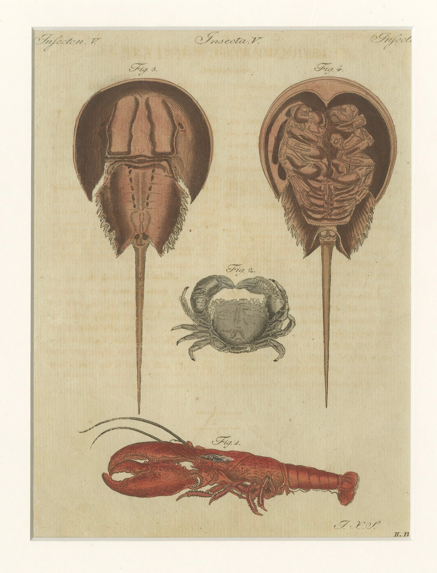 Antique Lobster, Crab & Horseshoe Crab Engraving – Bertuch, 1792