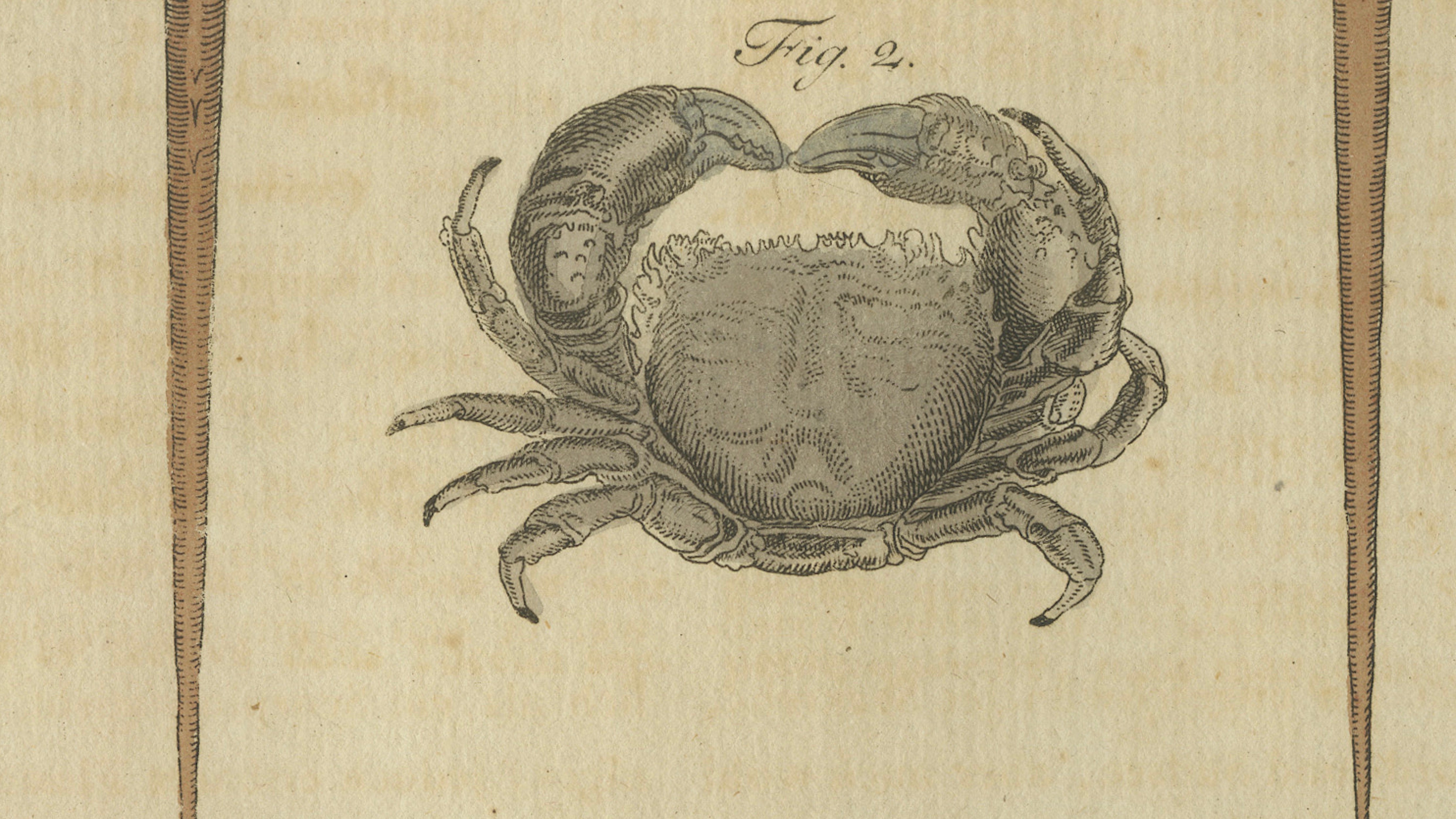 Antique Lobster, Crab & Horseshoe Crab Engraving – Bertuch, 1792