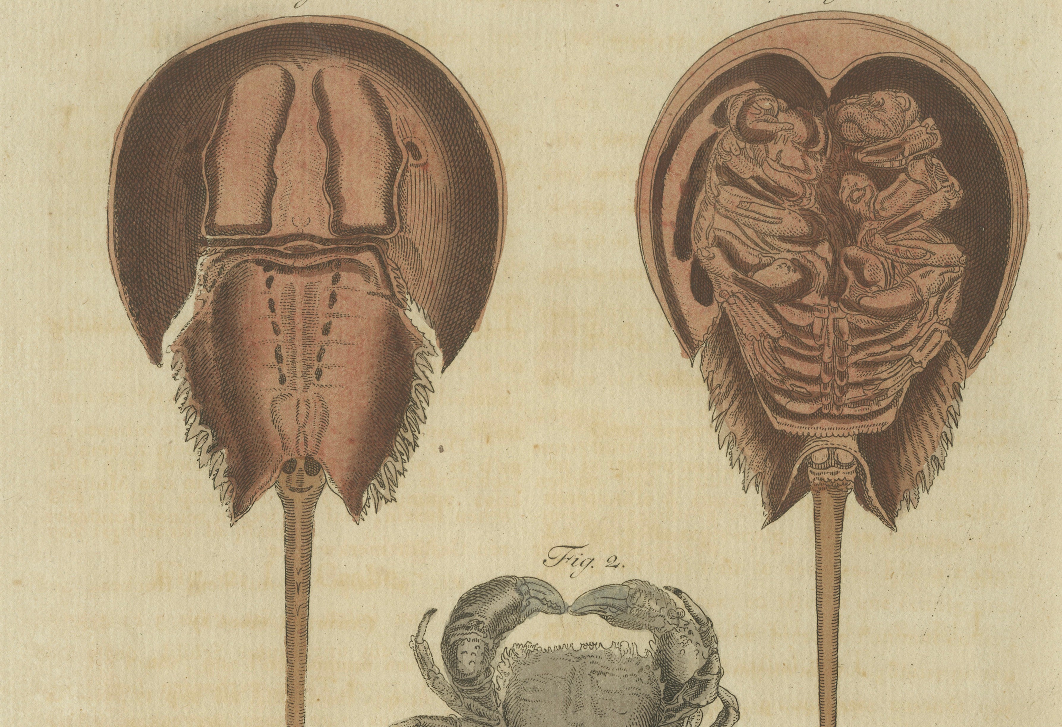 Antique Lobster, Crab & Horseshoe Crab Engraving – Bertuch, 1792