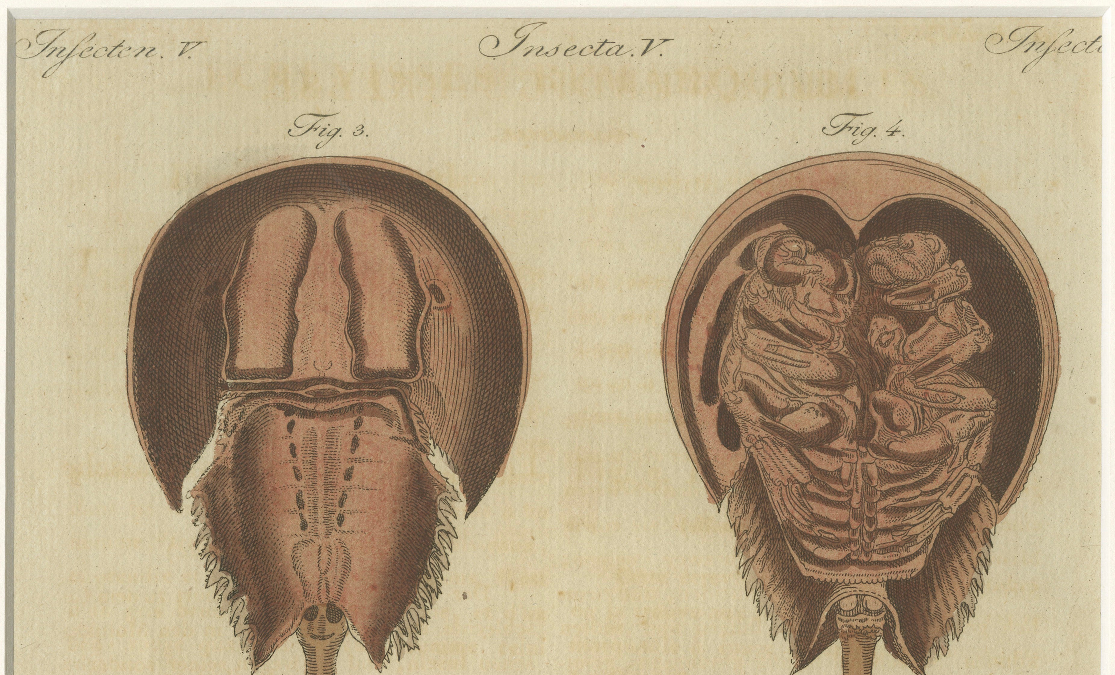 Antique Lobster, Crab & Horseshoe Crab Engraving – Bertuch, 1792