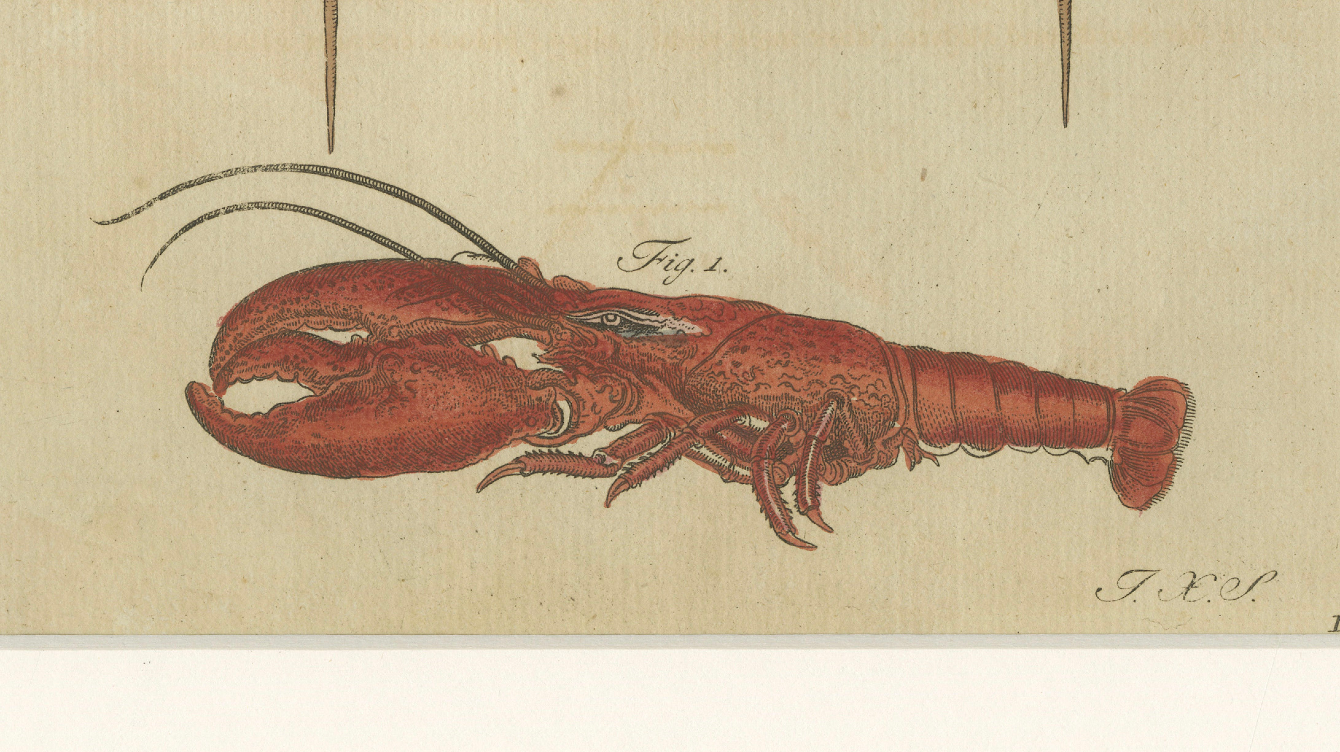 Antique Lobster, Crab & Horseshoe Crab Engraving – Bertuch, 1792