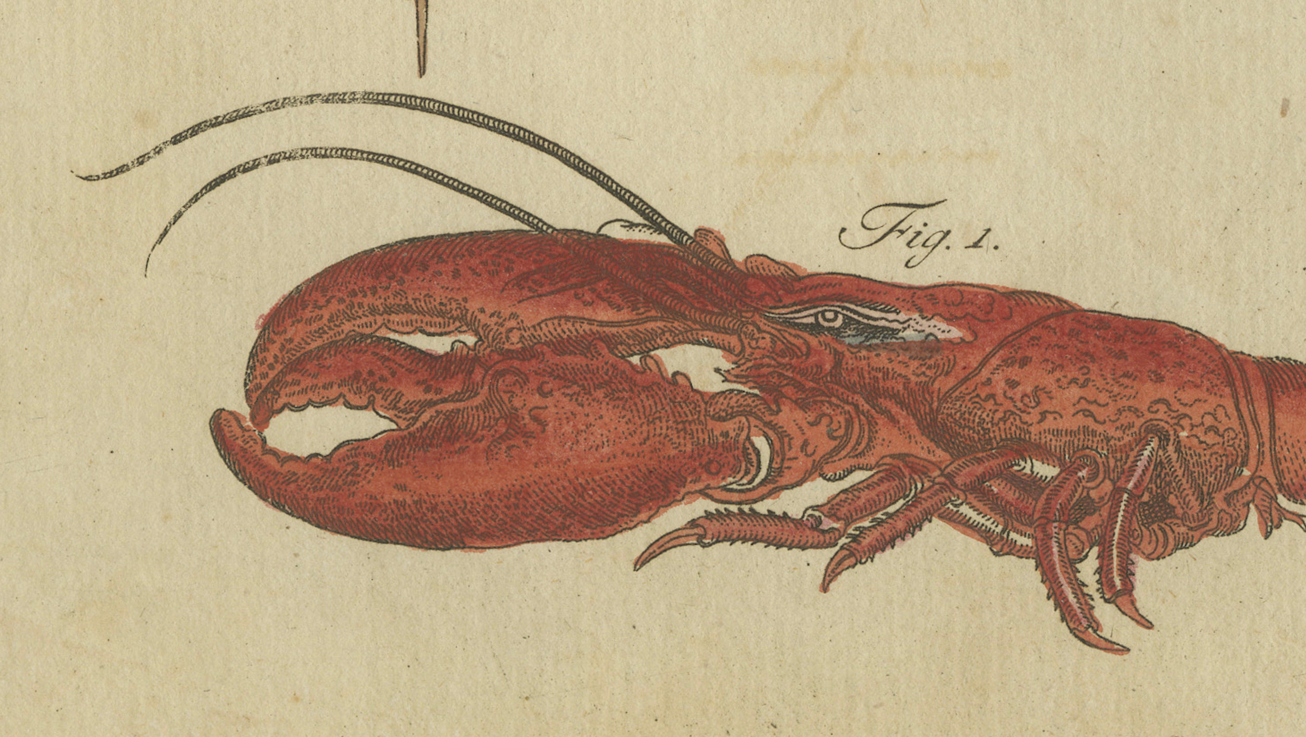 Antique Lobster, Crab & Horseshoe Crab Engraving – Bertuch, 1792