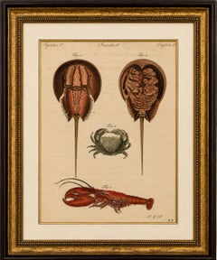 Antique Lobster, Crab & Horseshoe Crab Engraving – Bertuch, 1792
