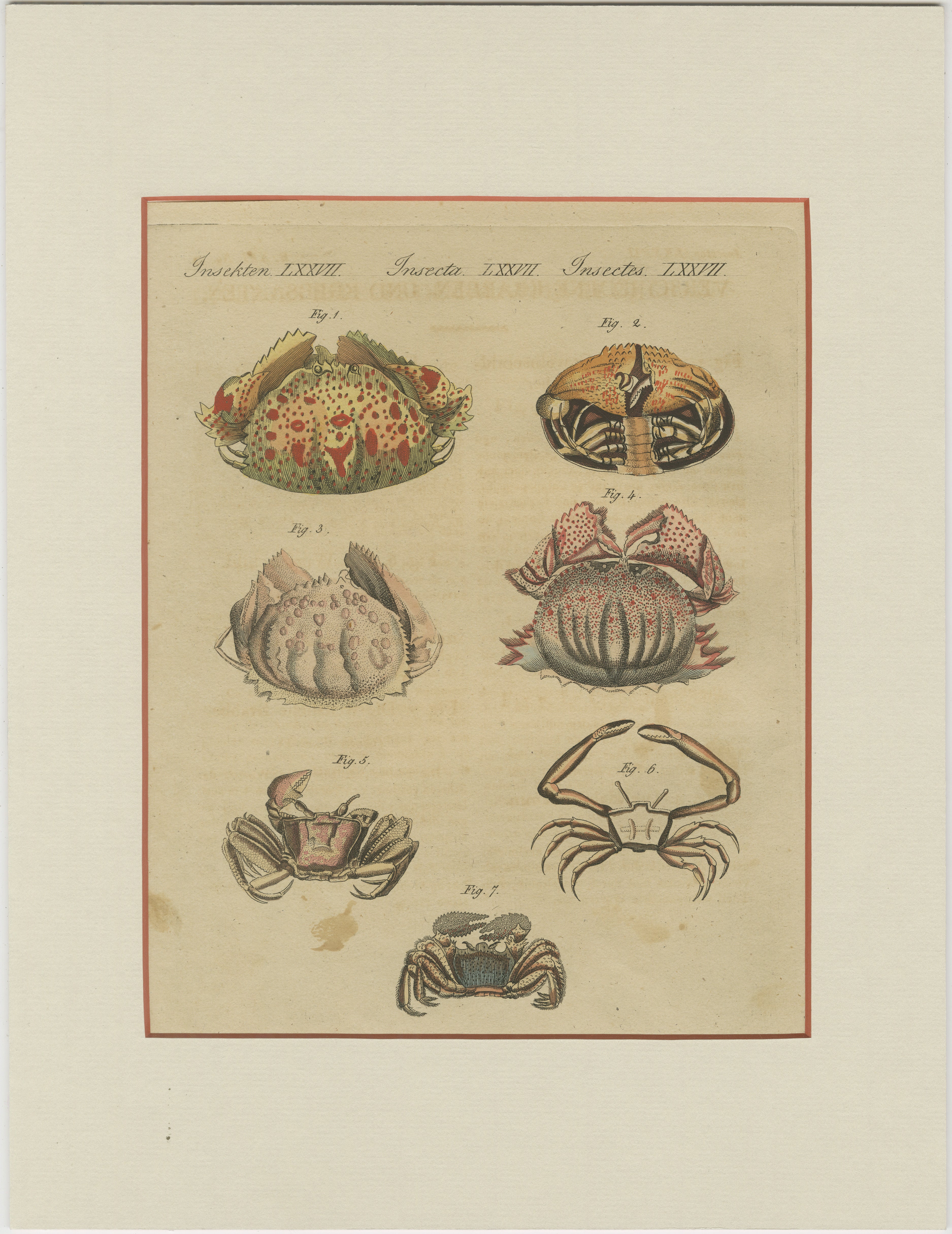 Antique Calappa Box Crabs & Exotic Crabs Engraving – Bertuch, 1813