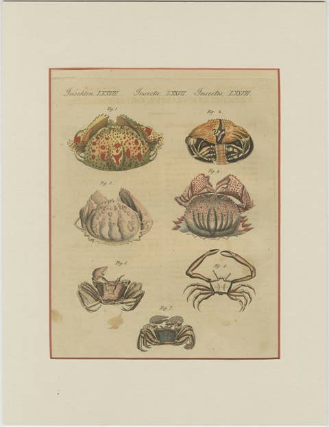 Antique Calappa Box Crabs & Exotic Crabs Engraving – Bertuch, 1813