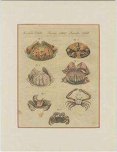 Antique Calappa Box Crabs & Exotic Crabs Engraving – Bertuch, 1813