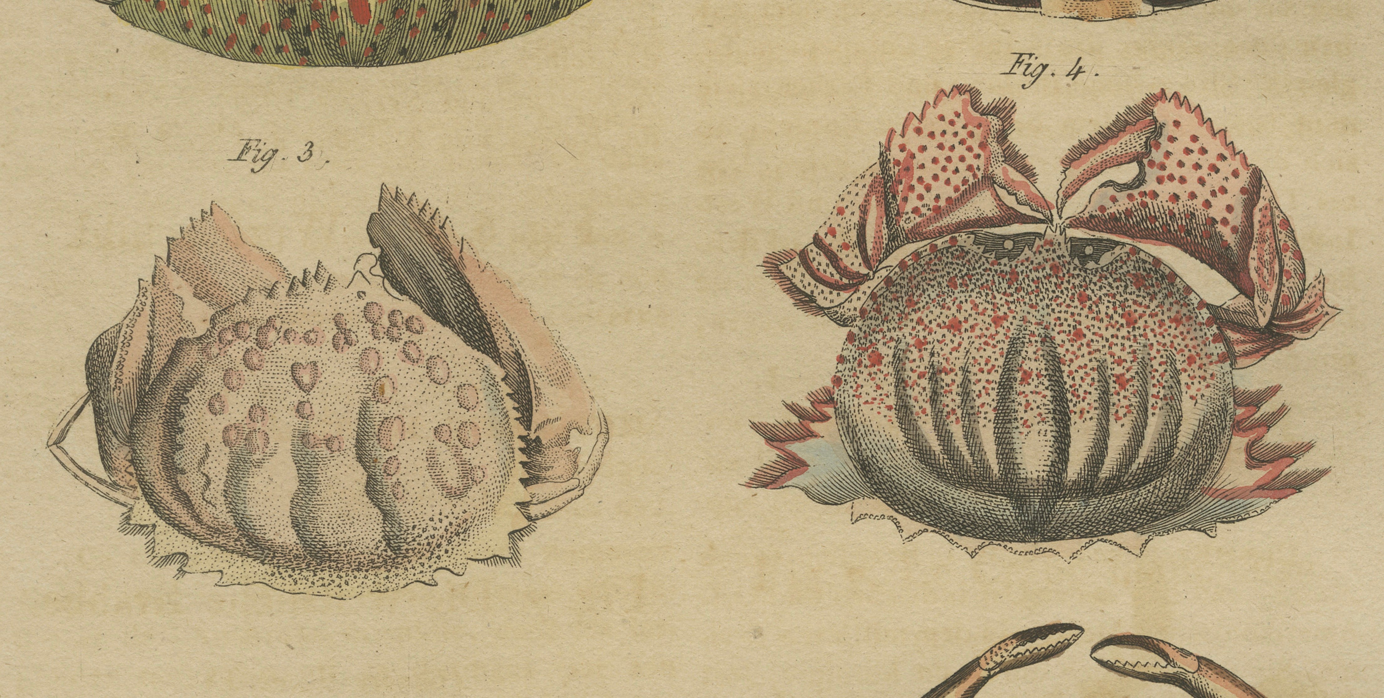 Antique Calappa Box Crabs & Exotic Crabs Engraving – Bertuch, 1813