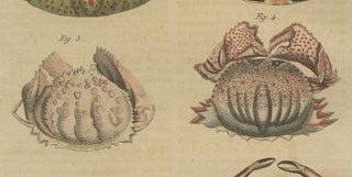 Antique Calappa Box Crabs & Exotic Crabs Engraving, Bertuch, 1813, view 5