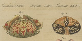 Antique Calappa Box Crabs & Exotic Crabs Engraving, Bertuch, 1813, view 4