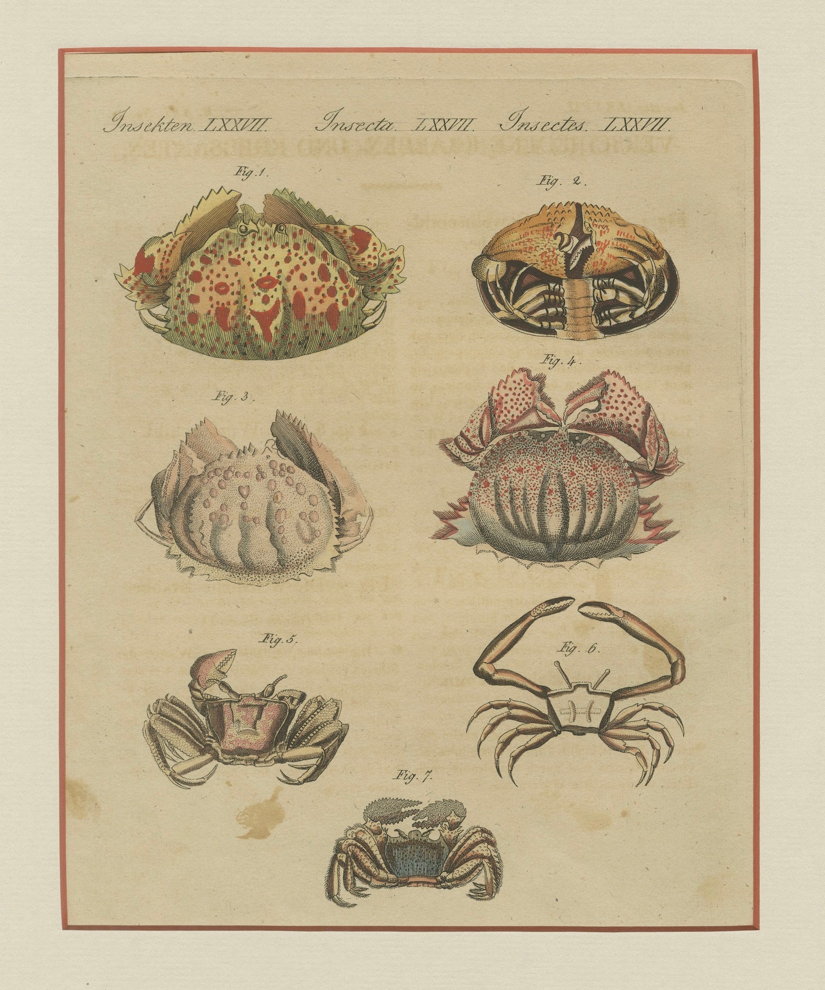 Antique Calappa Box Crabs & Exotic Crabs Engraving – Bertuch, 1813