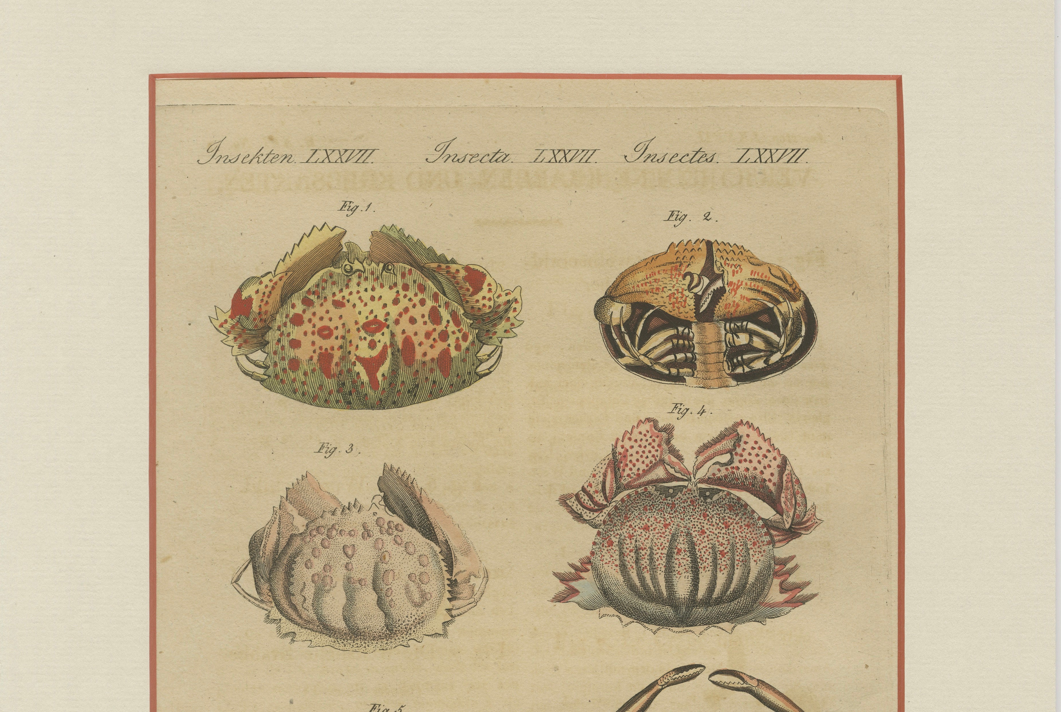 Antique Calappa Box Crabs & Exotic Crabs Engraving – Bertuch, 1813