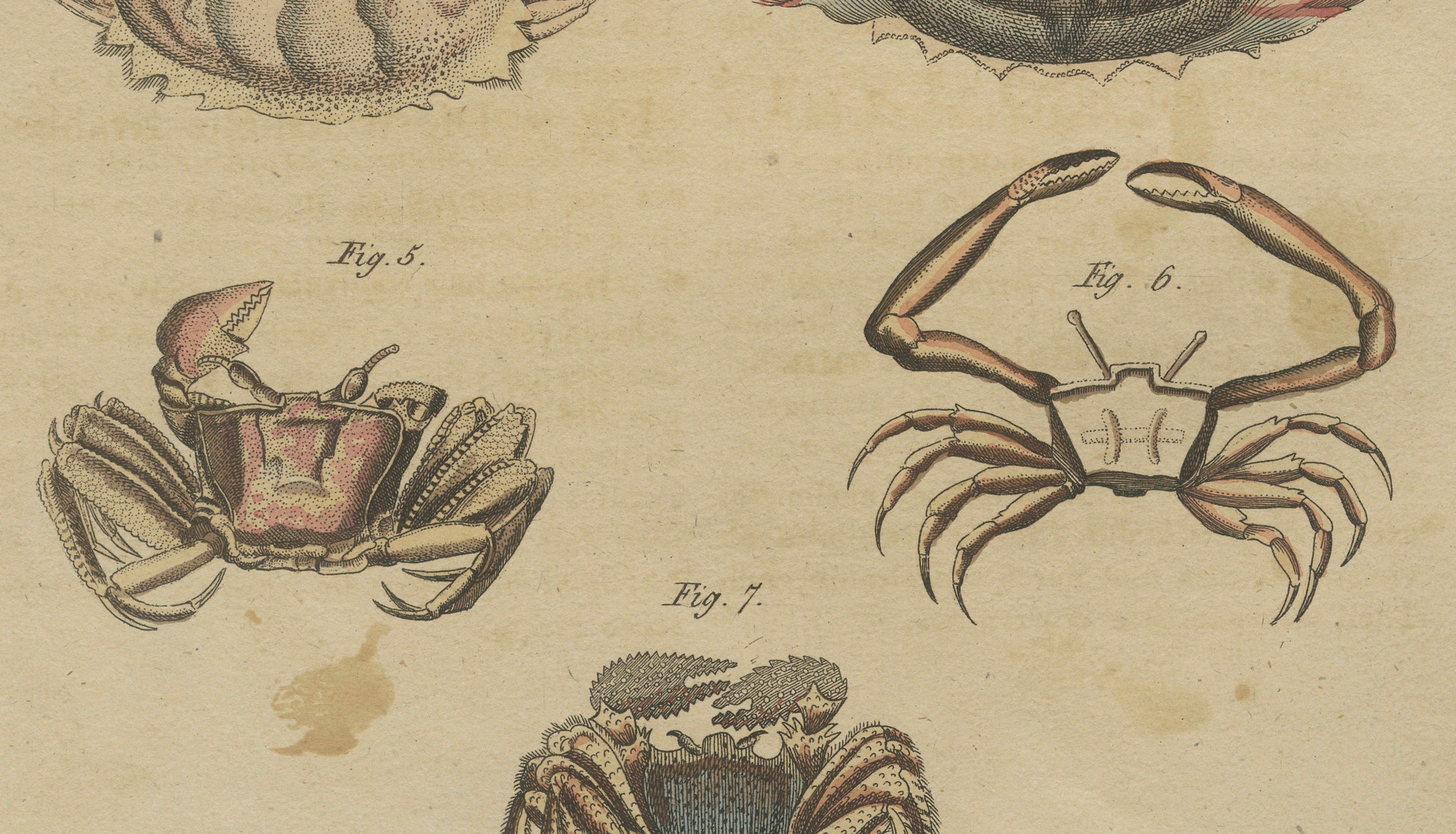Antique Calappa Box Crabs & Exotic Crabs Engraving – Bertuch, 1813