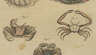 Antique Calappa Box Crabs & Exotic Crabs Engraving, Bertuch, 1813, view 6