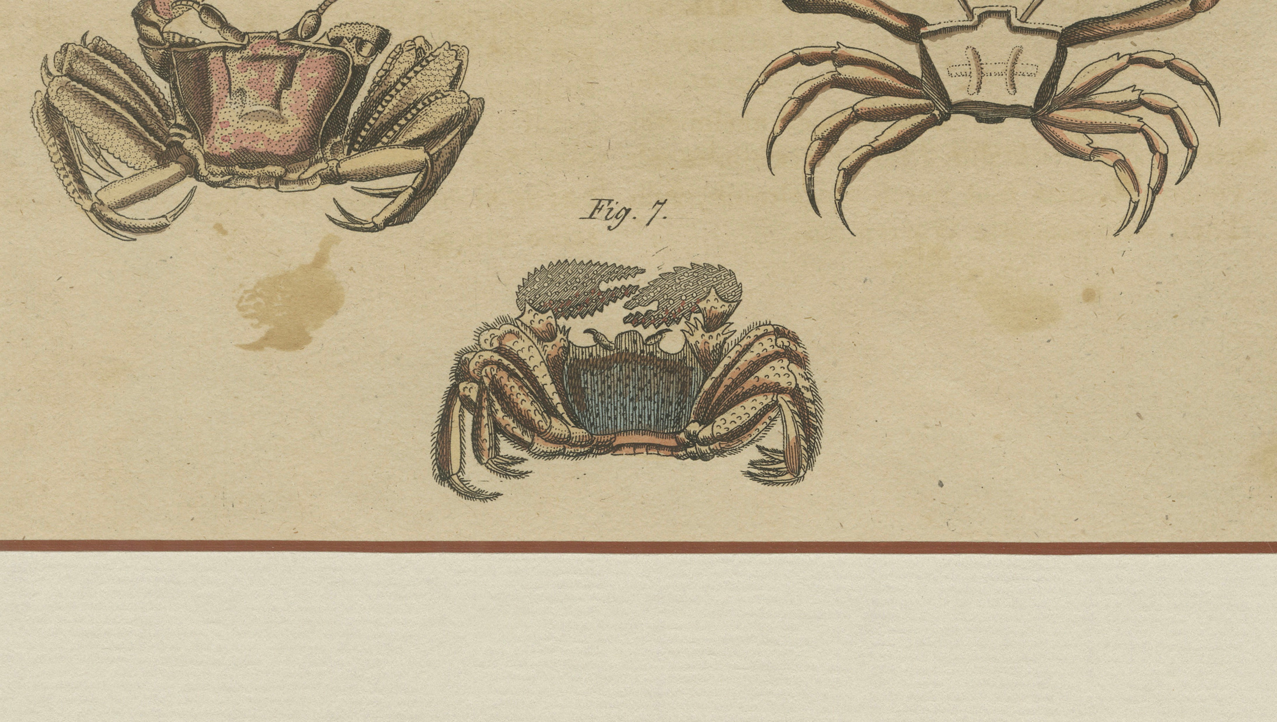 Antique Calappa Box Crabs & Exotic Crabs Engraving – Bertuch, 1813