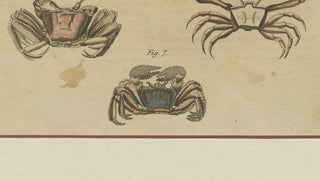 Antique Calappa Box Crabs & Exotic Crabs Engraving, Bertuch, 1813, view 8