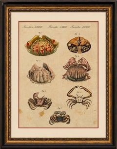 Antique Calappa Box Crabs & Exotic Crabs Engraving – Bertuch, 1813