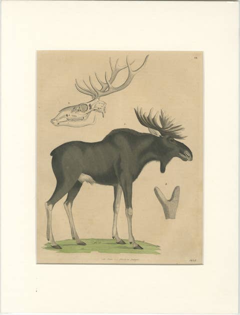 Antique Moose / Eurasian Elk & Antler Anatomy Lithograph – 1845