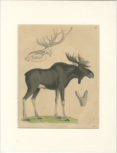 Antique Moose / Eurasian Elk & Antler Anatomy Lithograph – 1845