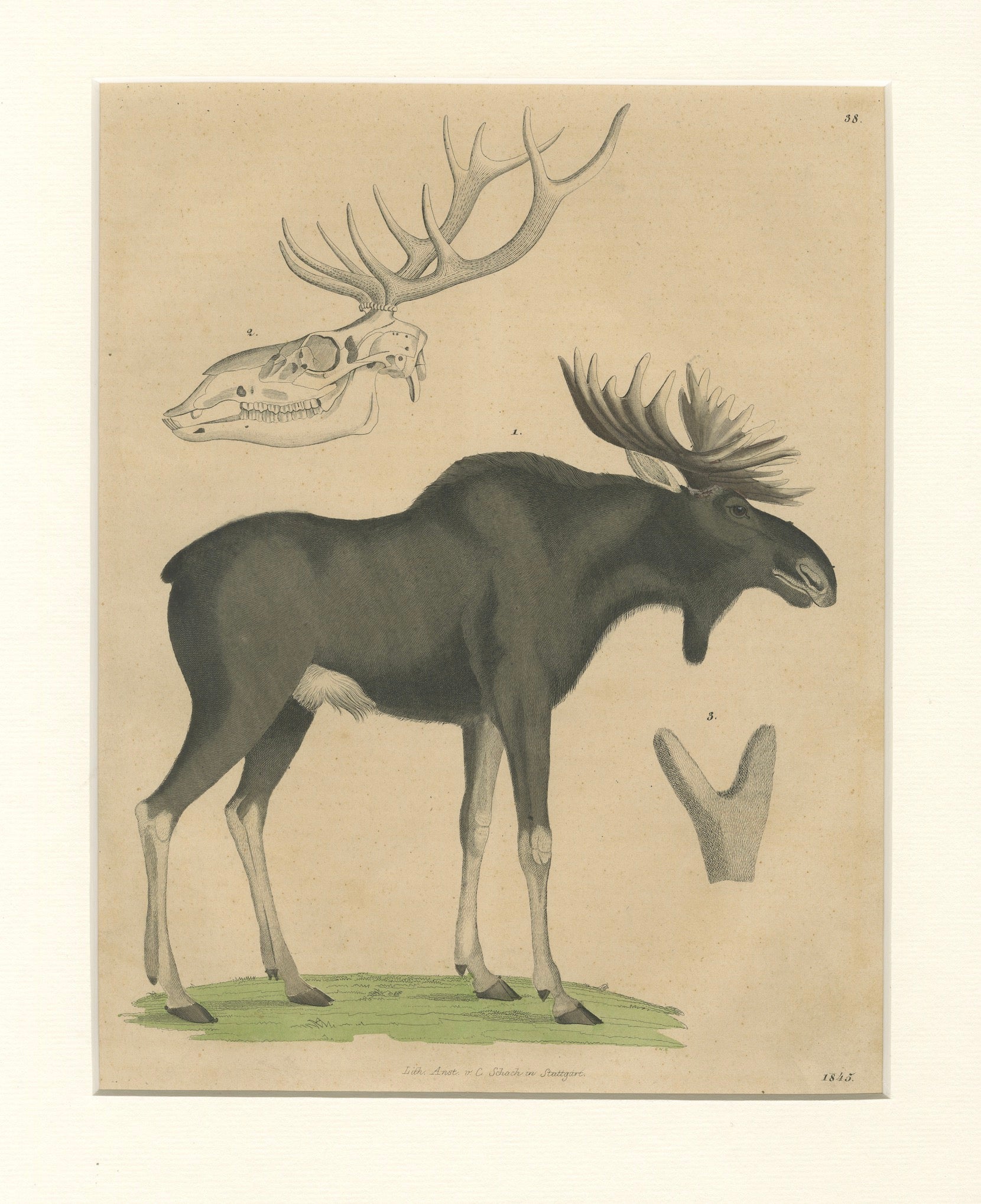 Antique Moose / Eurasian Elk & Antler Anatomy Lithograph – 1845