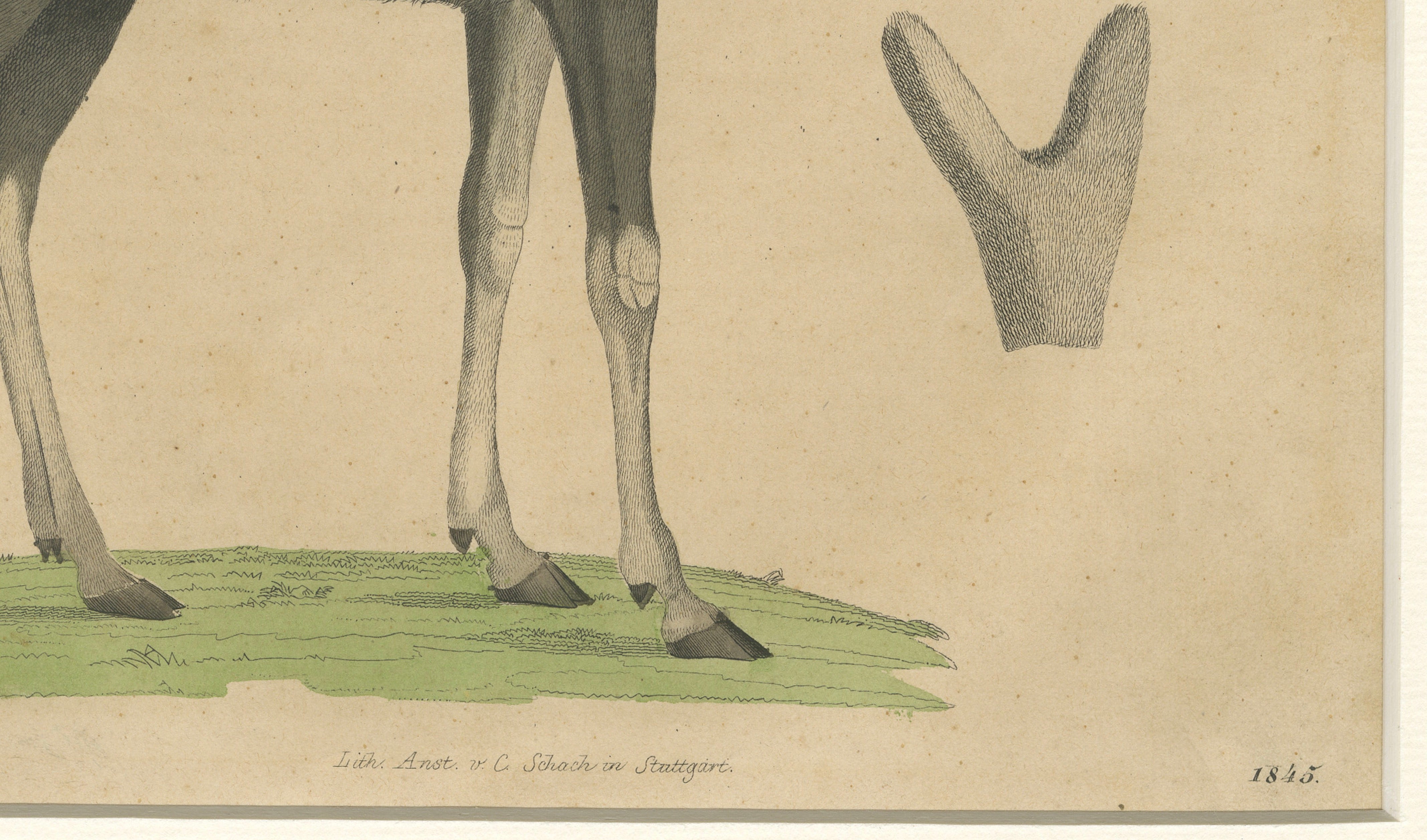 Antique Moose / Eurasian Elk & Antler Anatomy Lithograph – 1845