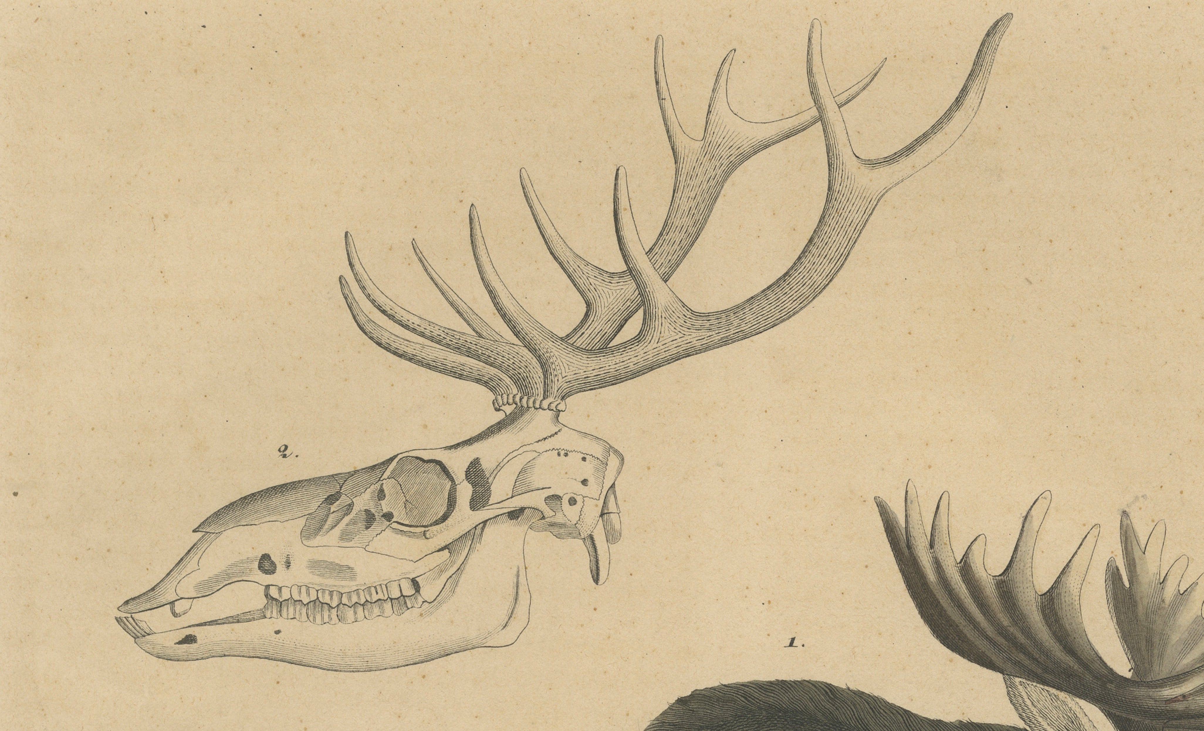 Antique Moose / Eurasian Elk & Antler Anatomy Lithograph – 1845