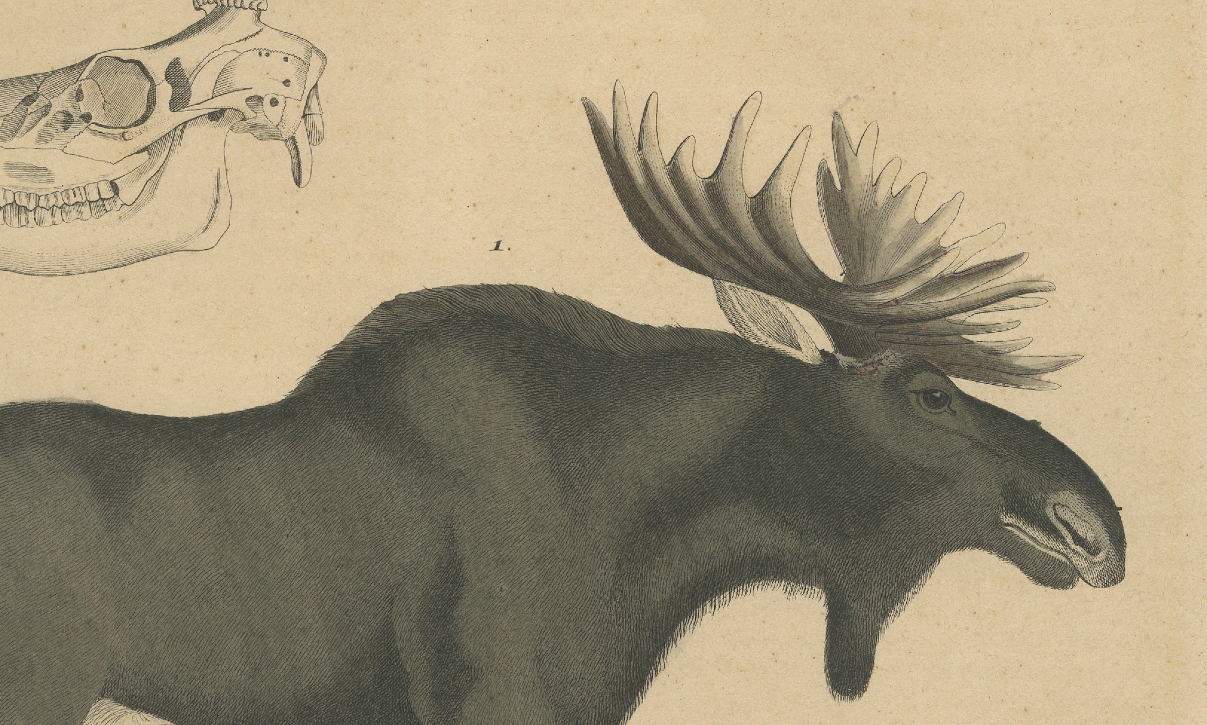 Antique Moose / Eurasian Elk & Antler Anatomy Lithograph – 1845