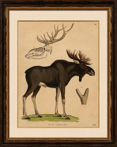 Antique Moose / Eurasian Elk & Antler Anatomy Lithograph – 1845