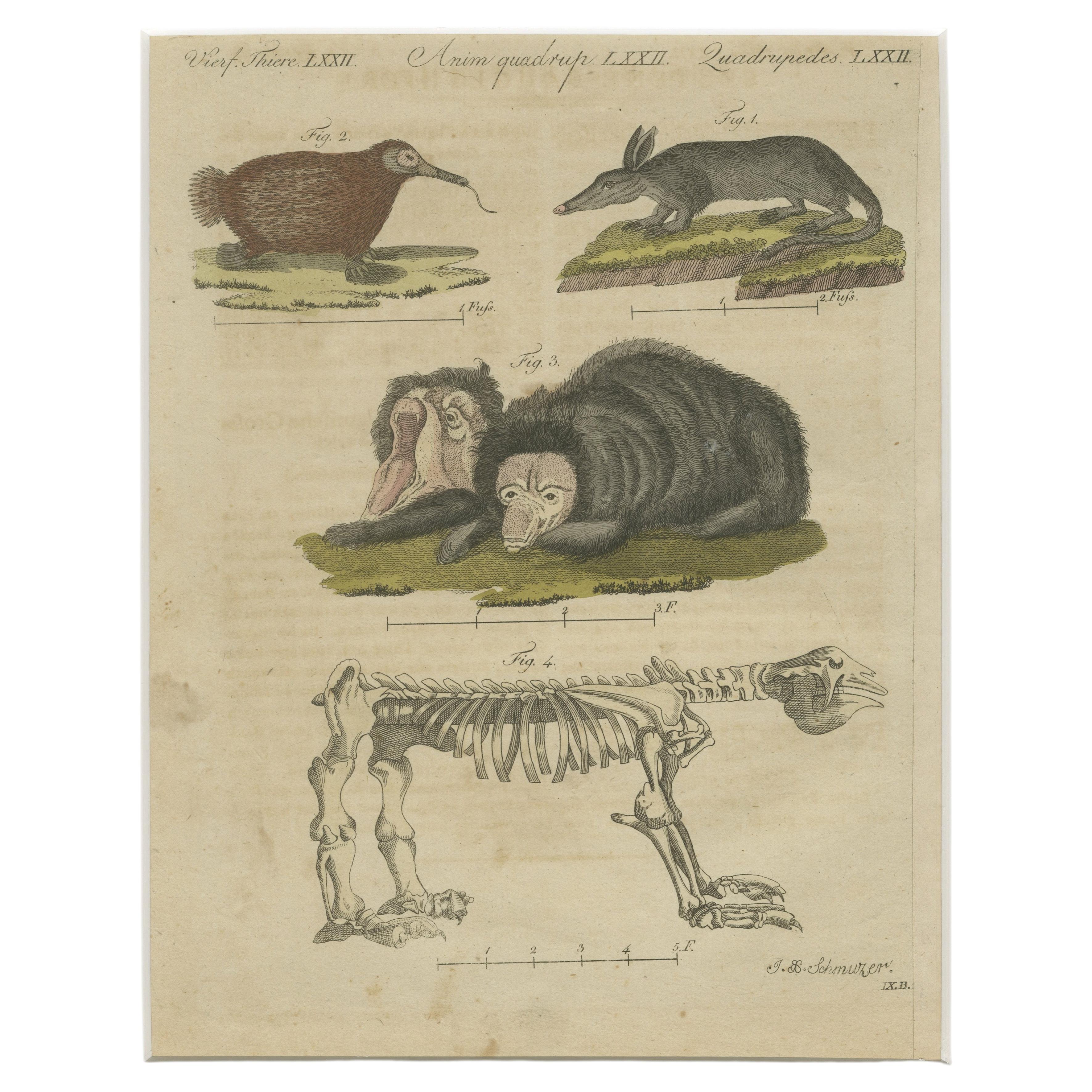 Antique Aardvark, Echidna, Baboons & Skeleton Engraving – Bertuch