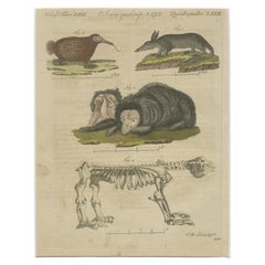 Antique Aardvark, Echidna, Baboons & Skeleton Engraving – Bertuch