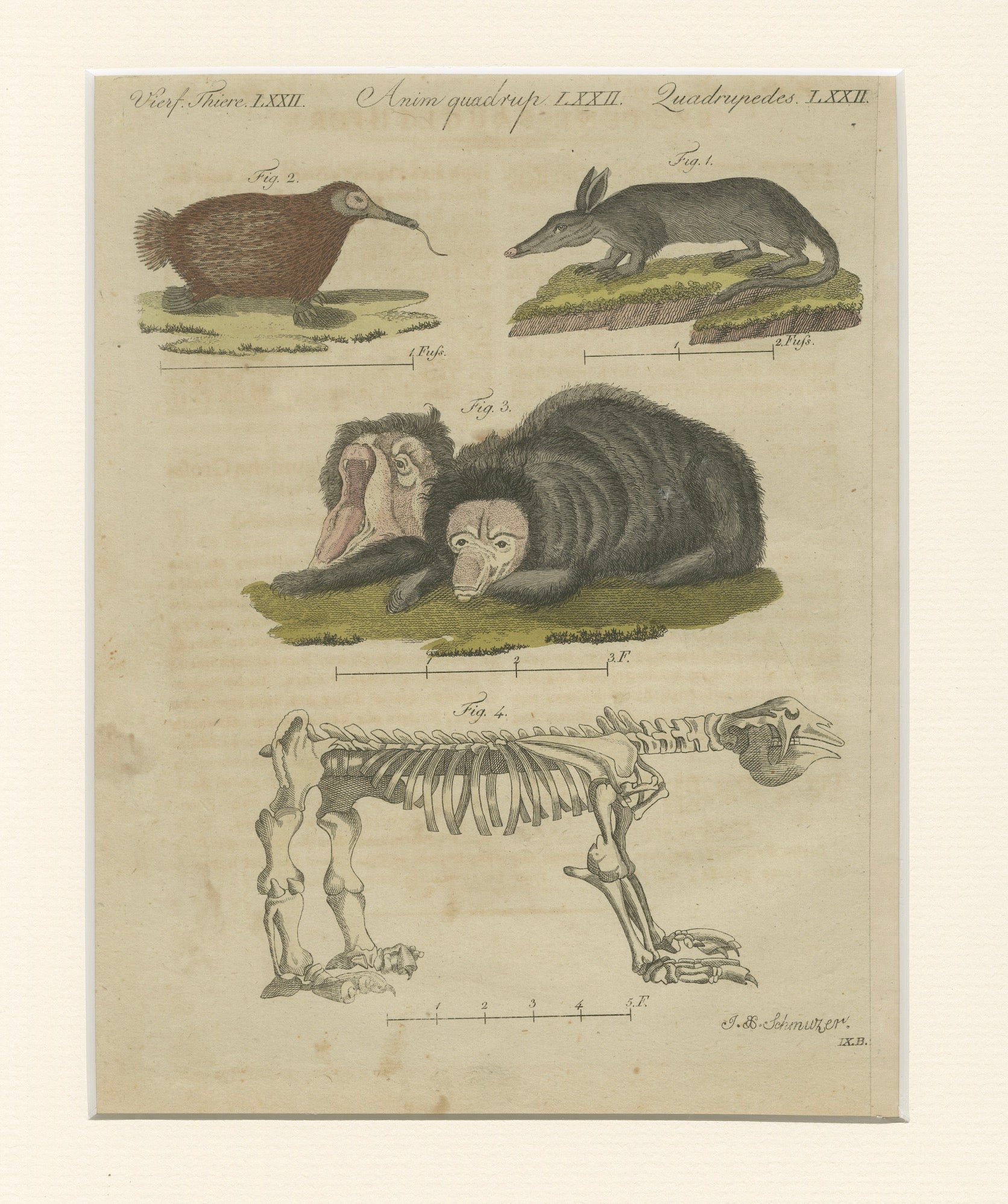 Antique Aardvark, Echidna, Baboons & Skeleton Engraving – Bertuch