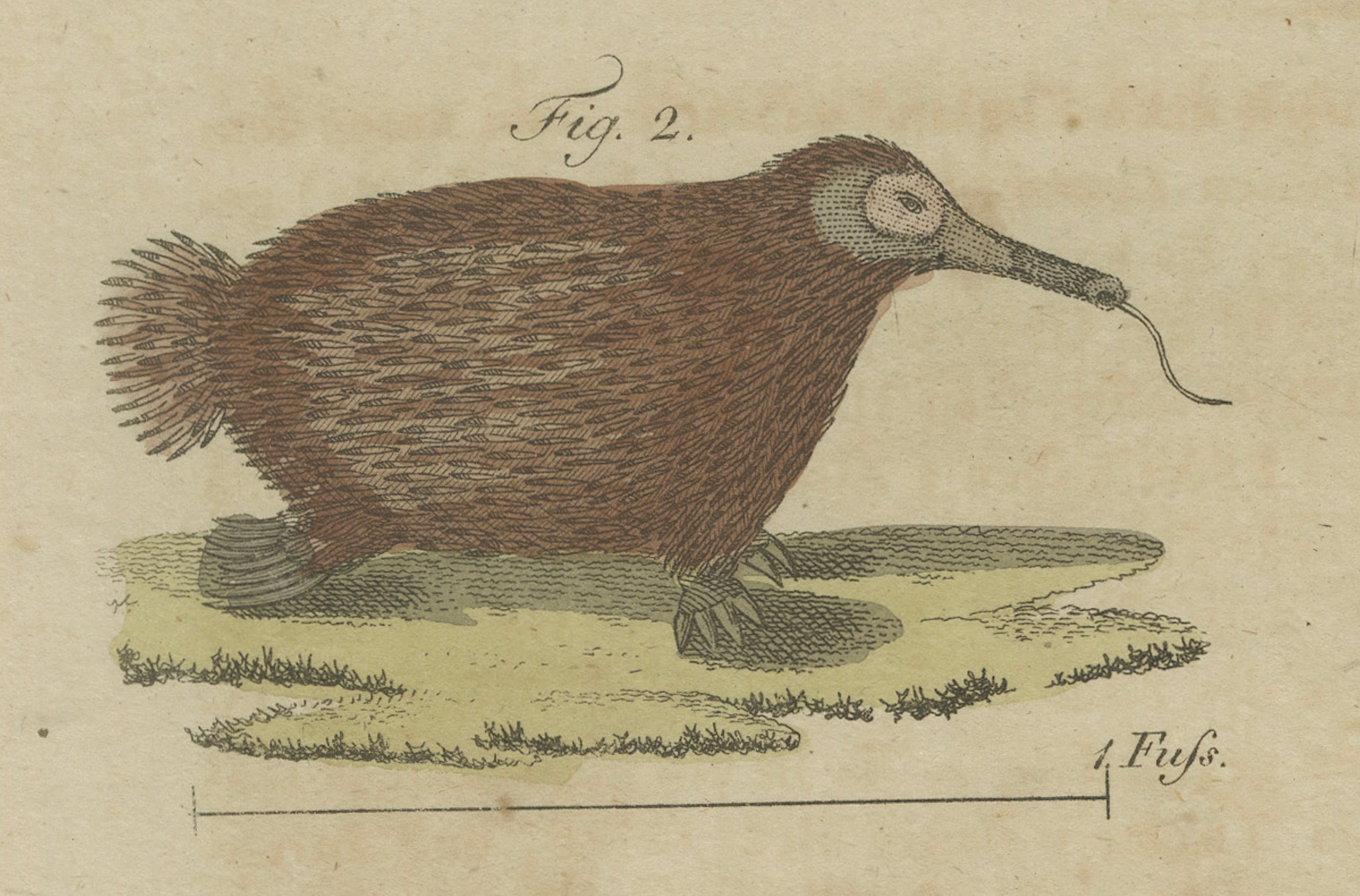 Antique Aardvark, Echidna, Baboons & Skeleton Engraving – Bertuch