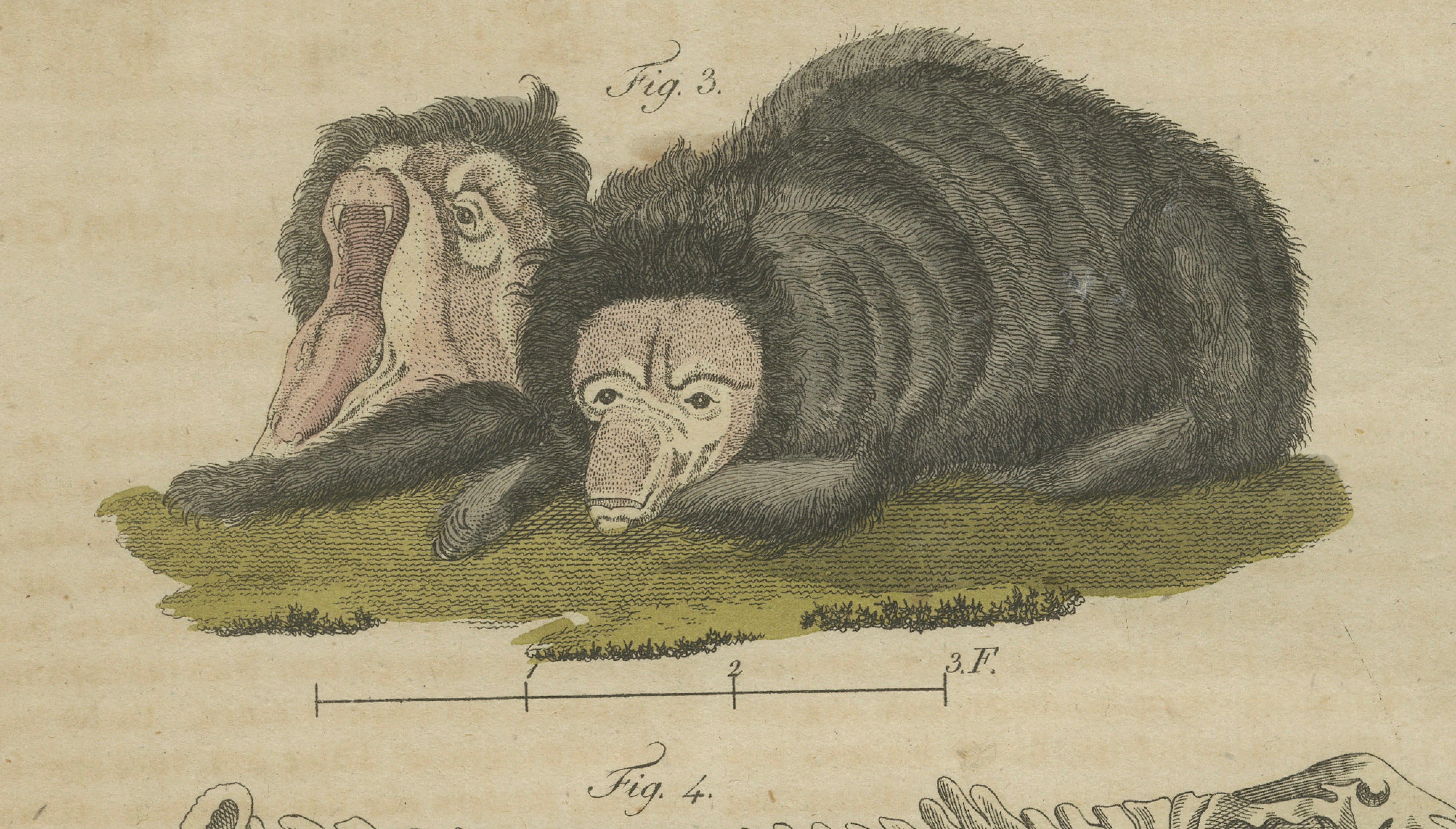 Antique Aardvark, Echidna, Baboons & Skeleton Engraving – Bertuch