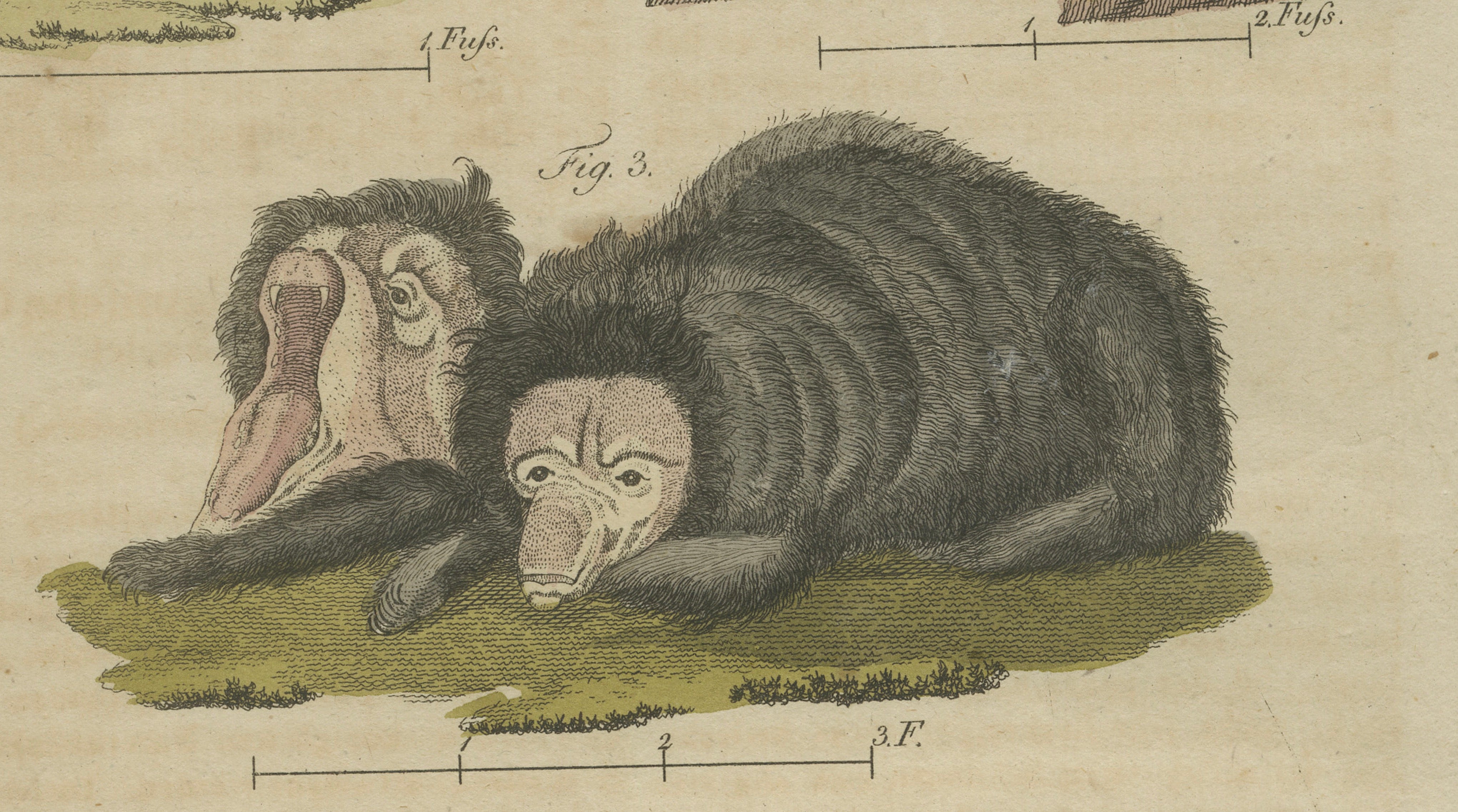 Antique Aardvark, Echidna, Baboons & Skeleton Engraving – Bertuch