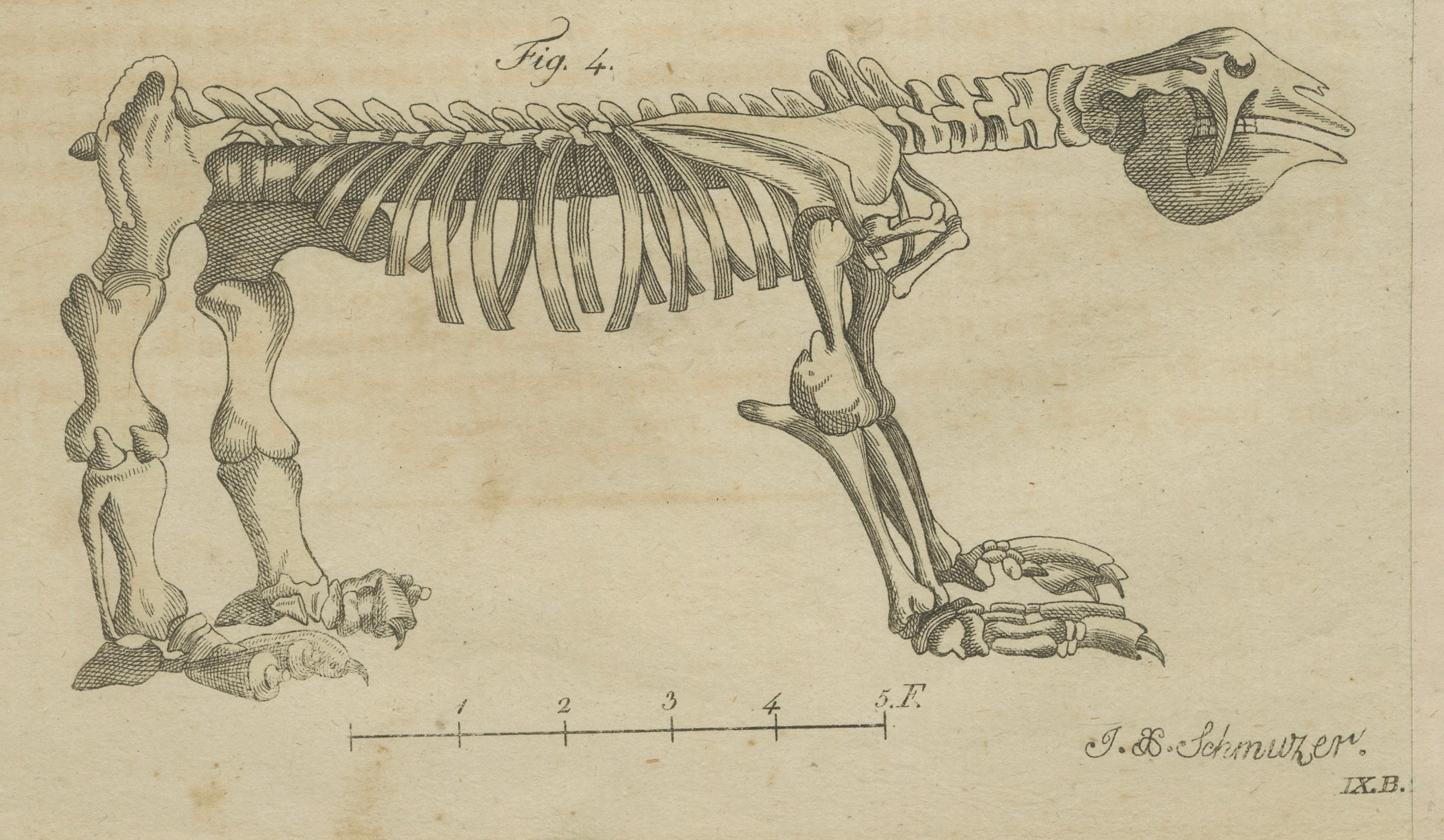 Antique Aardvark, Echidna, Baboons & Skeleton Engraving – Bertuch