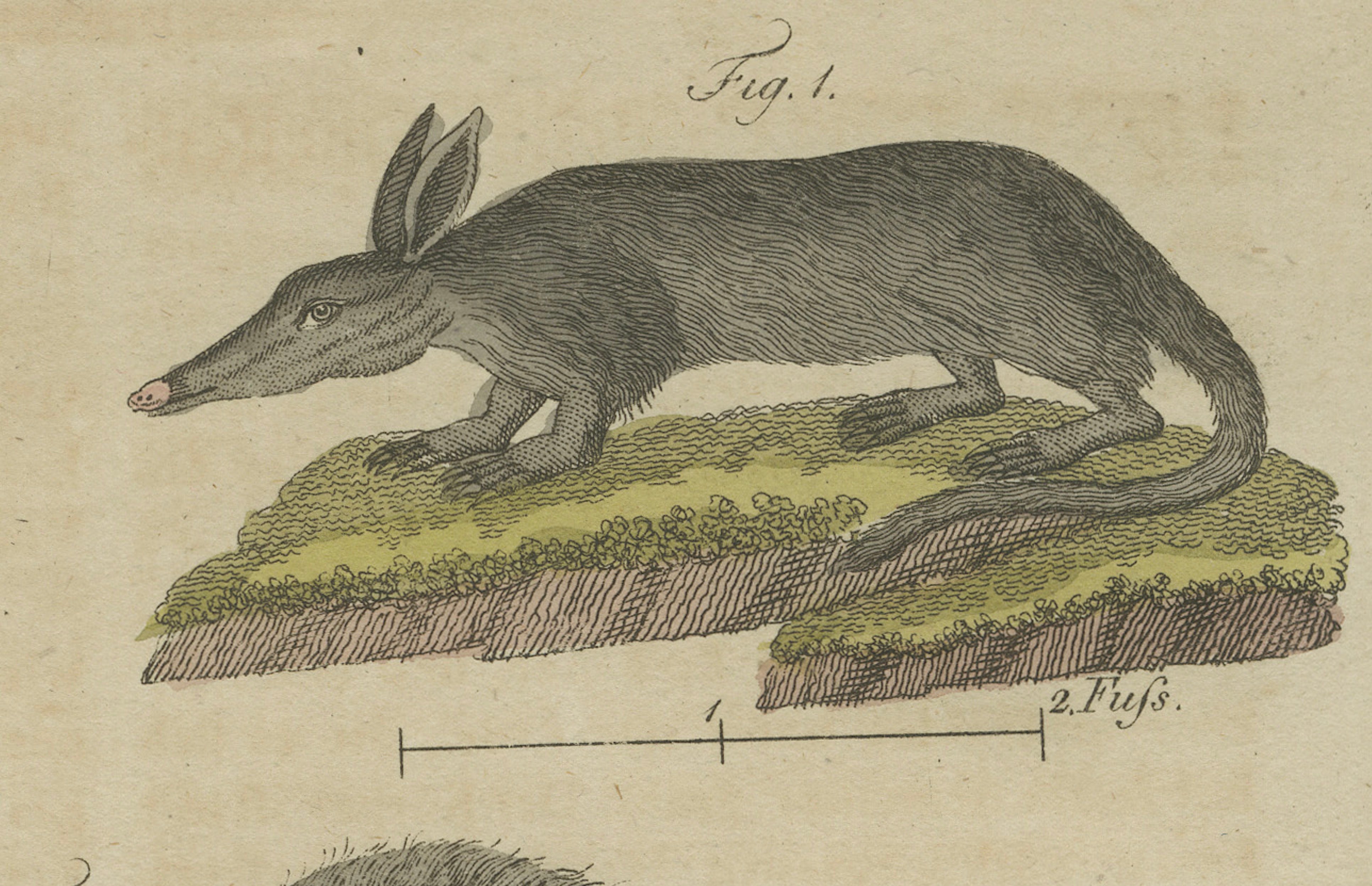 Antique Aardvark, Echidna, Baboons & Skeleton Engraving – Bertuch